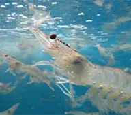 shrimp