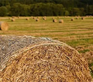 grass Materials