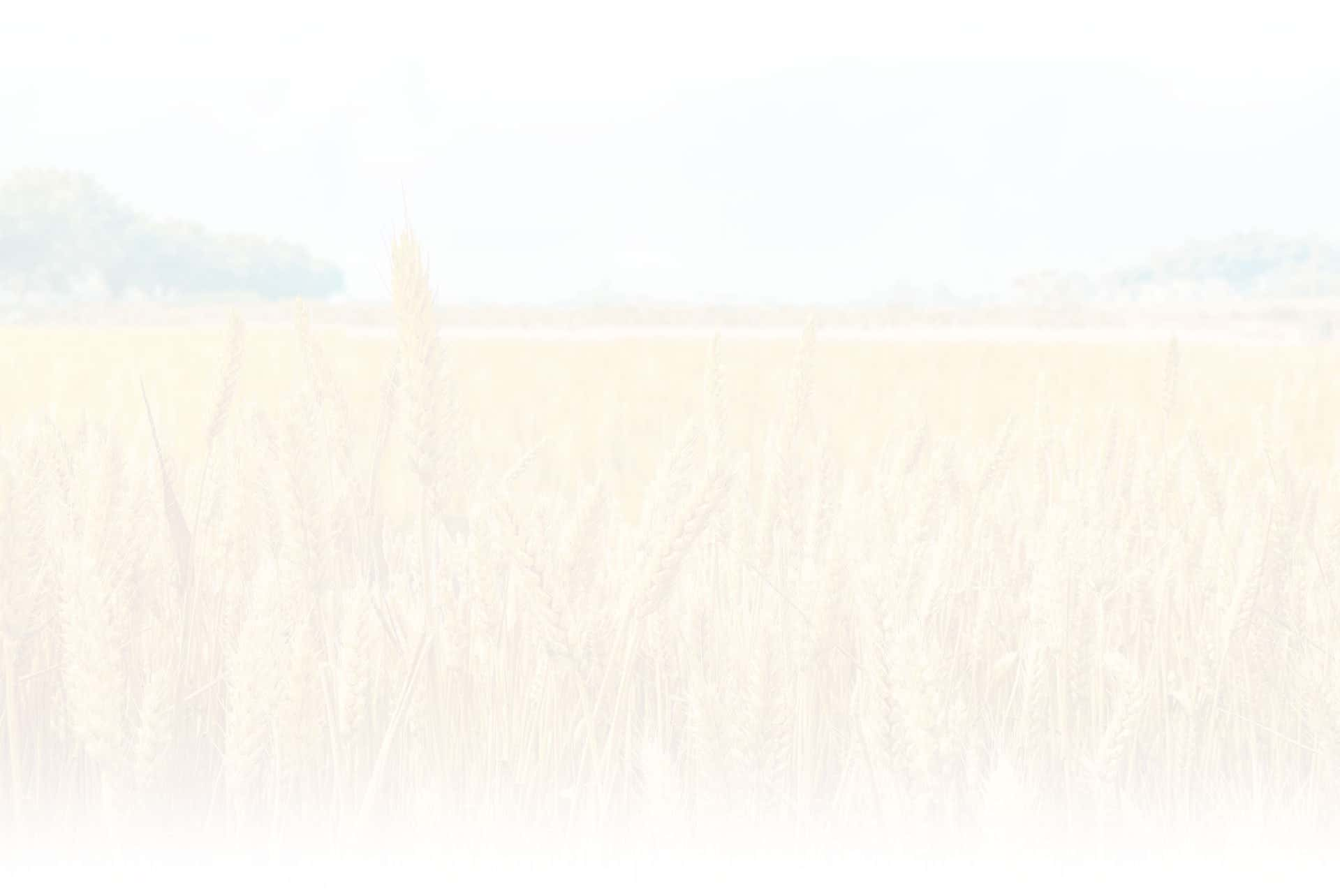 wheat field