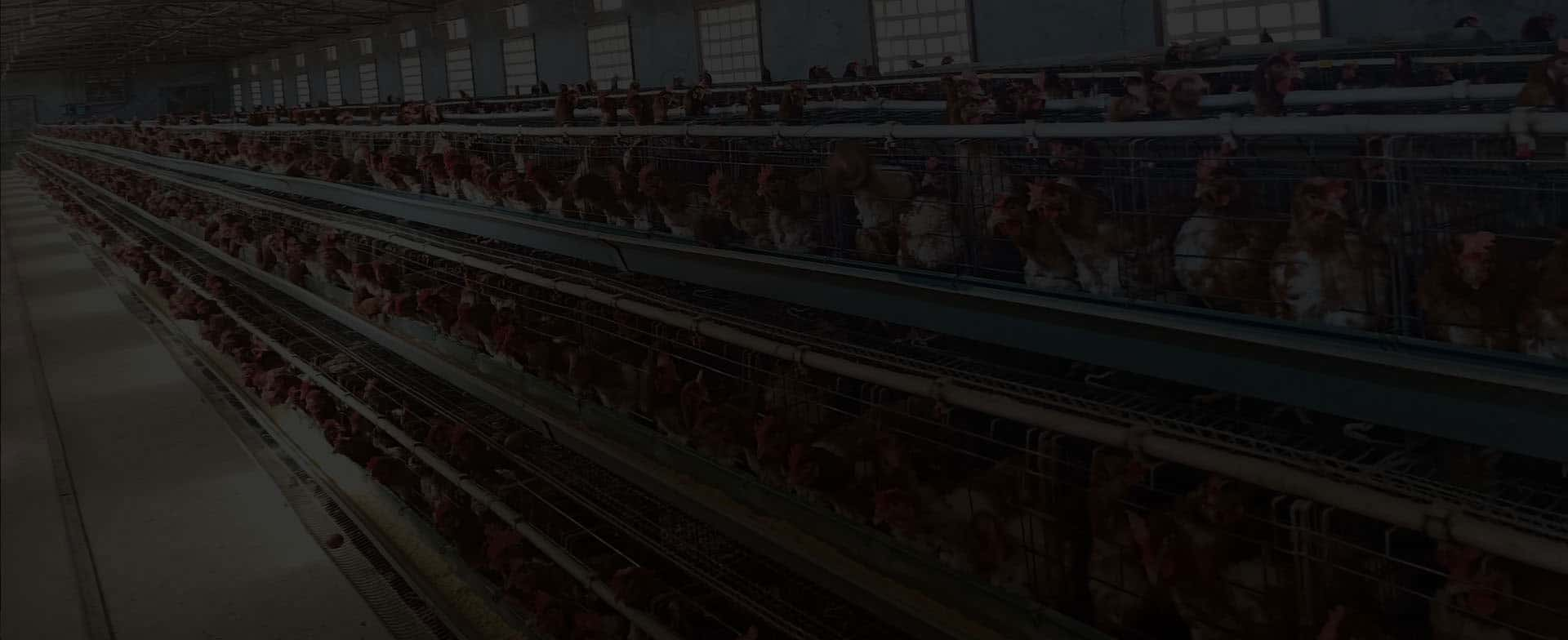 chicken farm