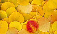 Leaves