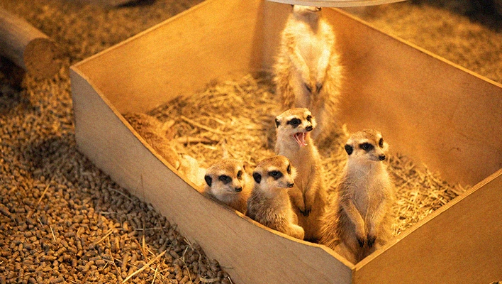 solution de production de granulés pour litière animale