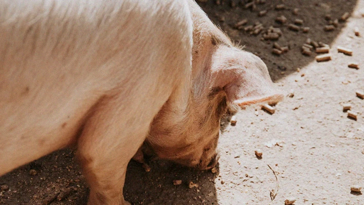 solution de ligne de production d'aliments pour bétail