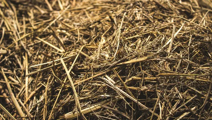 pelletizing from grass plants