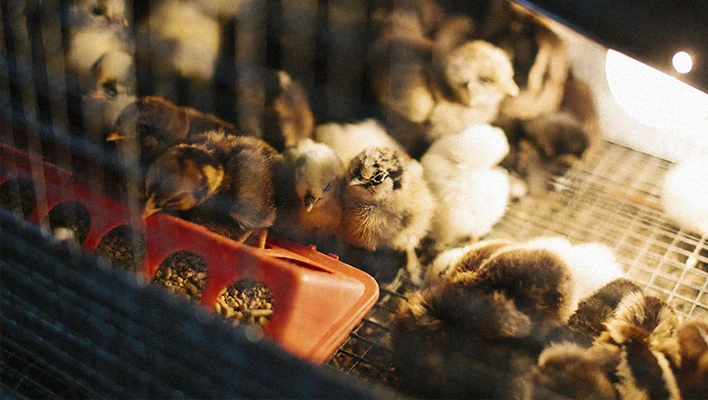 solution de ligne de production d'aliments pour volaille