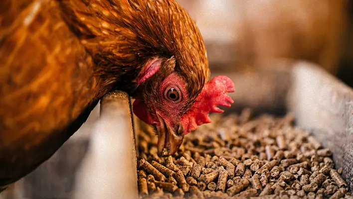 poultry-feed-production-line