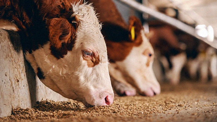 solution de ligne de production d'aliments pour ruminants