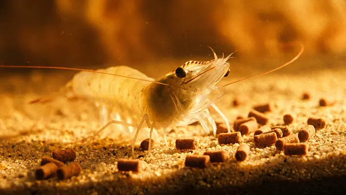 shrimp-feed-pellet-production-line