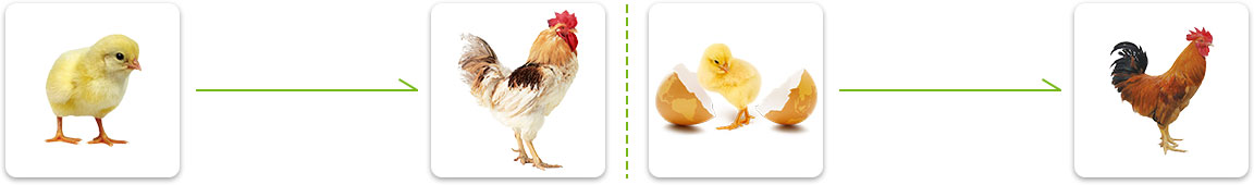 pourquoi devriez-vous produire des granulés de poulet à l'aide d'une machine de fabrication d'aliments pour poulet?