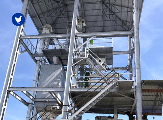 Chicken Feed Pellet Production Line